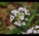 Allium canadense- var- mobilense
